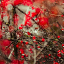 Little bird on the red tree  screen for extension Chrome web store in OffiDocs Chromium
