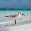 Little Bird on the Sea  screen for extension Chrome web store in OffiDocs Chromium