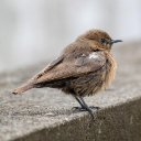LITTLE BIRD THEME  screen for extension Chrome web store in OffiDocs Chromium