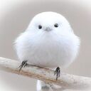 little bird wallpaper with white feathers  screen for extension Chrome web store in OffiDocs Chromium