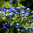 Little Blue Flowers  screen for extension Chrome web store in OffiDocs Chromium
