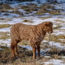 Little brown sheep  screen for extension Chrome web store in OffiDocs Chromium