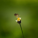 Little butterfly  screen for extension Chrome web store in OffiDocs Chromium