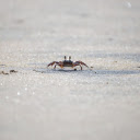 Little crab crawling on the sand  screen for extension Chrome web store in OffiDocs Chromium