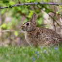 Little Eared Hare  screen for extension Chrome web store in OffiDocs Chromium Little Eared Hare  screen for extension Chrome web store in OffiDocs Chromium