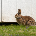 Little Eared Rabbit  screen for extension Chrome web store in OffiDocs Chromium