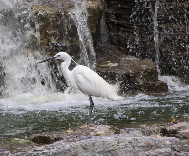 Free download little egret bird waterfall free picture to be edited with GIMP free online image editor