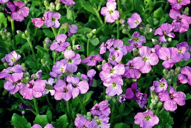 Free download little flowers spring blooming free picture to be edited with GIMP free online image editor
