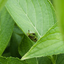 Little frog in the leaves  screen for extension Chrome web store in OffiDocs Chromium