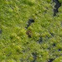 Little frog on the water  screen for extension Chrome web store in OffiDocs Chromium