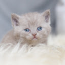 Little gray cat  screen for extension Chrome web store in OffiDocs Chromium