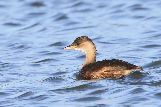 Free download little grebe bird river waterbird free picture to be edited with GIMP free online image editor