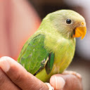 Little green parrot  screen for extension Chrome web store in OffiDocs Chromium