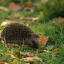 Little hedgehog  screen for extension Chrome web store in OffiDocs Chromium
