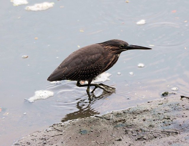 Free download Little Heron Wild Bird -  free photo or picture to be edited with GIMP online image editor