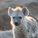 Little hyena  screen for extension Chrome web store in OffiDocs Chromium