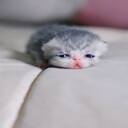 little kitten wallpaper  screen for extension Chrome web store in OffiDocs Chromium