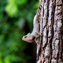 Little Lizard Climbing Tree  screen for extension Chrome web store in OffiDocs Chromium