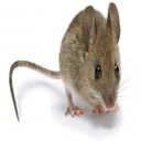 little mouse wallpaper  screen for extension Chrome web store in OffiDocs Chromium