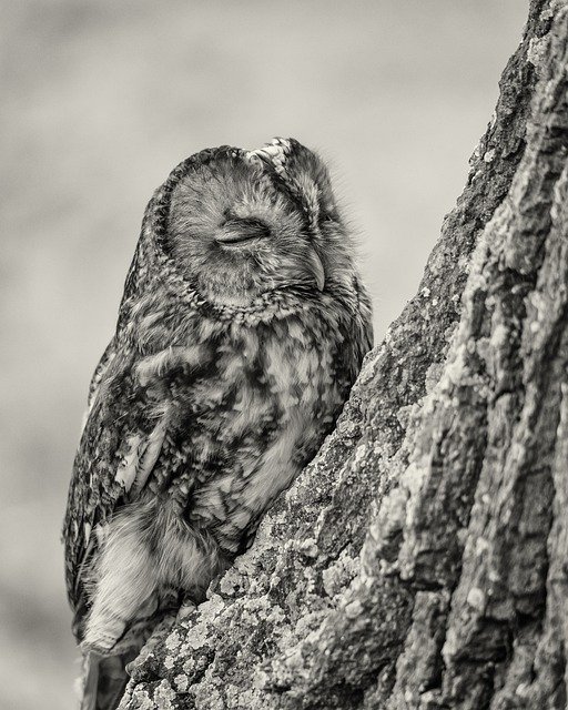 Free download little owl bird nature wildlife free picture to be edited with GIMP free online image editor