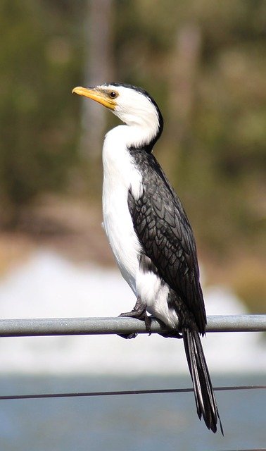 Libreng pag-download ng maliit na pied cormorant waterbird na libreng larawan na ie-edit gamit ang GIMP na libreng online na editor ng imahe