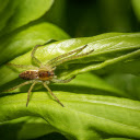 Little spider on a young leaf boat  screen for extension Chrome web store in OffiDocs Chromium