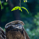 Little Squirrel  screen for extension Chrome web store in OffiDocs Chromium