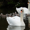 Little Swans  screen for extension Chrome web store in OffiDocs Chromium