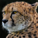 Little tiger  screen for extension Chrome web store in OffiDocs Chromium