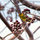 Little yellow bird on a red flower branch  screen for extension Chrome web store in OffiDocs Chromium