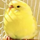 little yellow parrot wallpaper  screen for extension Chrome web store in OffiDocs Chromium
