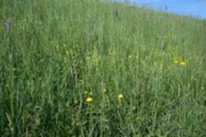 Free download Livadno bilje, 2.5.2017. free photo or picture to be edited with GIMP online image editor