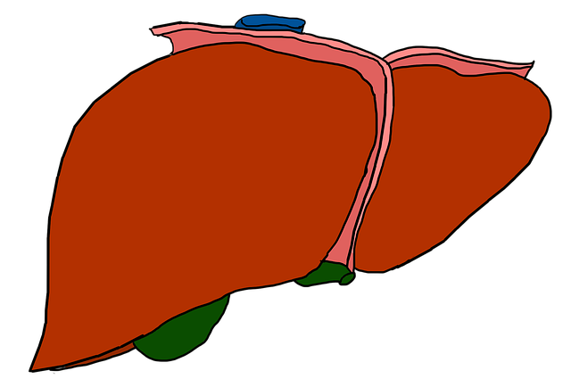 免费下载肝脏器官解剖 - 使用 GIMP 免费在线图像编辑器编辑的免费插图