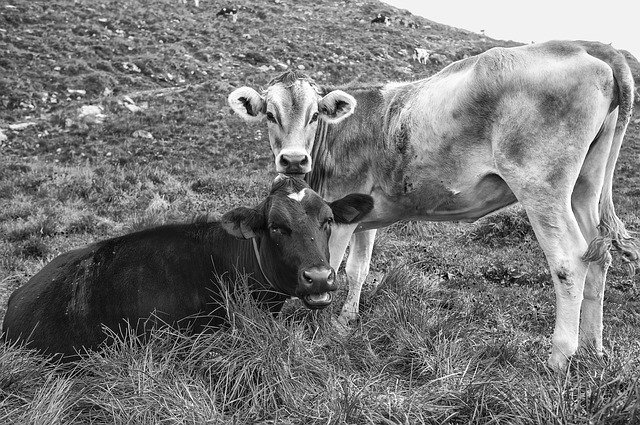 Descarga gratuita Livestock Cows Beef - foto o imagen gratuita para editar con el editor de imágenes en línea GIMP