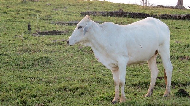 Free download Livestock White Animals -  free photo or picture to be edited with GIMP online image editor