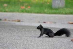 Free download Liwwl Bwlack Sqwwurl free photo or picture to be edited with GIMP online image editor