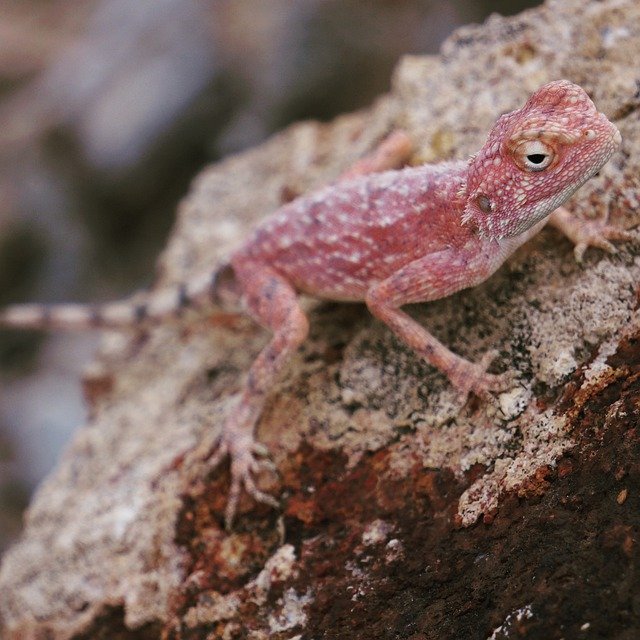 Descărcare gratuită Lizard Africa - fotografie sau imagini gratuite pentru a fi editate cu editorul de imagini online GIMP