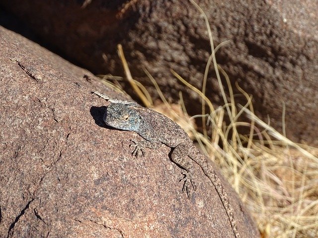 Muat turun percuma Lizard Africa Namibia Animal - foto atau gambar percuma untuk diedit dengan editor imej dalam talian GIMP