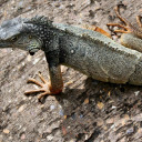 Lizard and long toes  screen for extension Chrome web store in OffiDocs Chromium