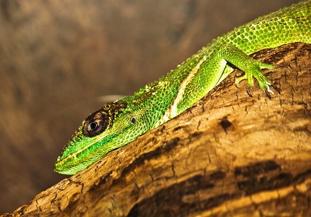 Free download Lizard Animal -  free photo or picture to be edited with GIMP online image editor