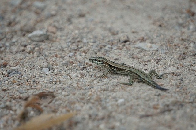 Free download Lizard Animals Nature -  free photo or picture to be edited with GIMP online image editor