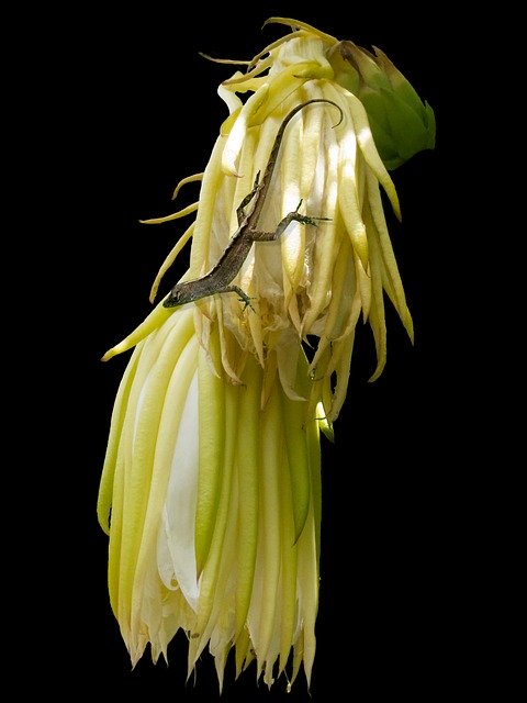 Muat turun percuma Lizard Anole Flower - foto atau gambar percuma percuma untuk diedit dengan editor imej dalam talian GIMP