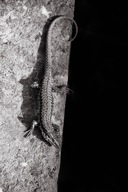Free download Lizard Black-And-White Contrast -  free photo or picture to be edited with GIMP online image editor