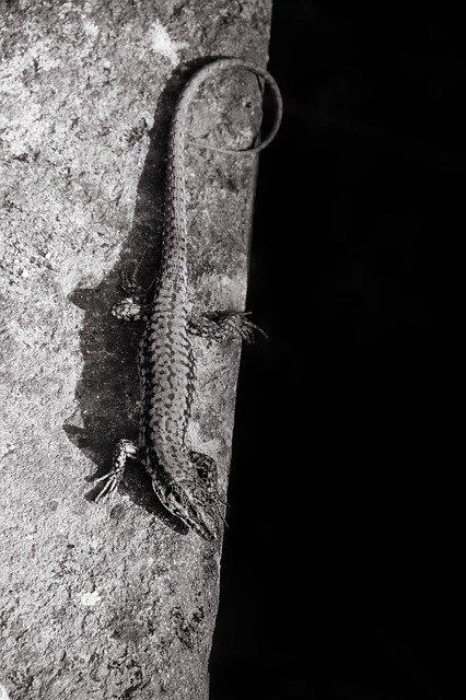 Muat turun percuma Lizard Black-And-White Contrast - foto atau gambar percuma untuk diedit dengan editor imej dalam talian GIMP