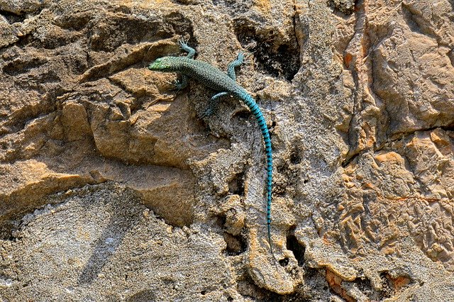 Free download Lizard Blue Stone -  free photo or picture to be edited with GIMP online image editor