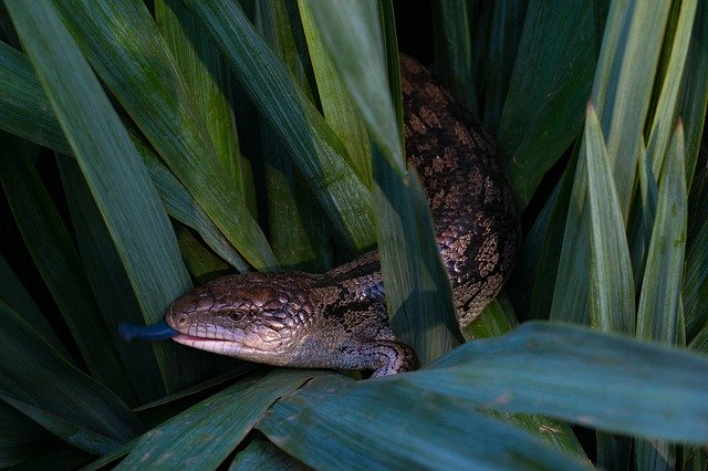 Téléchargement gratuit Lizard Blue Tongue Australia - photo ou image gratuite à éditer avec l'éditeur d'images en ligne GIMP