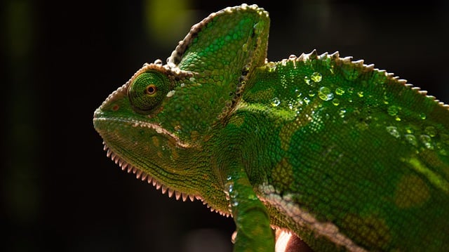 Téléchargement gratuit de lézard caméléon animal reptile image gratuite à éditer avec l'éditeur d'images en ligne gratuit GIMP