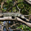 Lizard crawling on a tree  screen for extension Chrome web store in OffiDocs Chromium