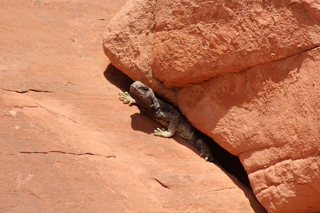 Muat turun percuma Lizard Desert Reptile - foto atau gambar percuma untuk diedit dengan editor imej dalam talian GIMP