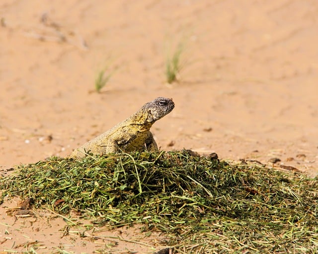 Free download lizard desert reptile nature free picture to be edited with GIMP free online image editor